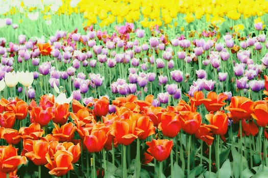 a bulbous spring flowering plant of the lily family, with boldly colored cup shaped flowers