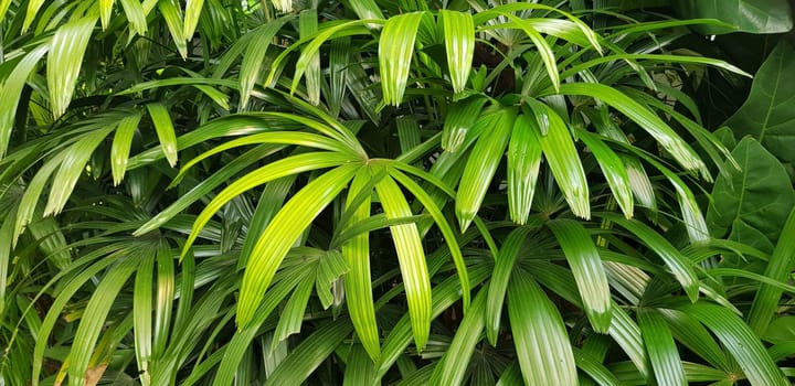 closeup nature view of green leaf and palms background. tropical plants, tropical leaf tropical garden