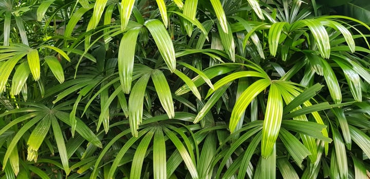 closeup nature view of green leaf and palms background. tropical plants, tropical leaf tropical garden