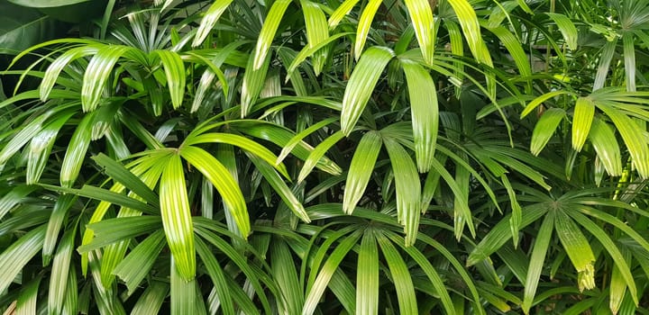 closeup nature view of green leaf and palms background. tropical plants, tropical leaf tropical garden