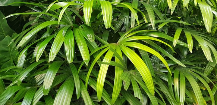 closeup nature view of green leaf and palms background. tropical plants, tropical leaf tropical garden