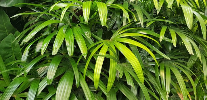 closeup nature view of green leaf and palms background. tropical plants, tropical leaf tropical garden