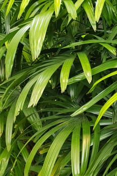 closeup nature view of green leaf and palms background. tropical plants, tropical leaf tropical garden