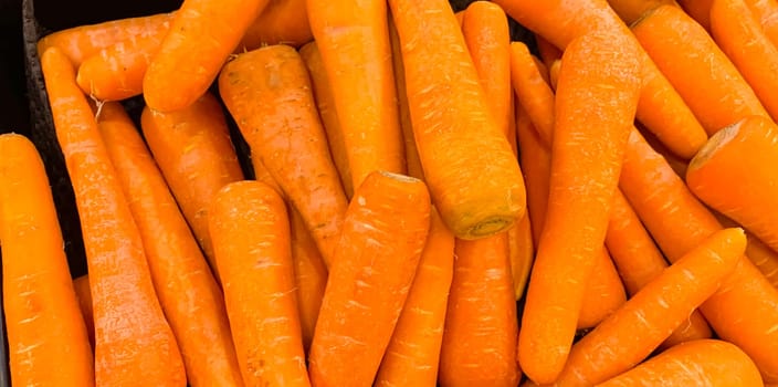 Macro photo of carrot spring food vegetable. Fresh big orange carrot texture background. Product Image of Carrot Root Vegetables