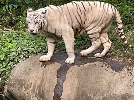 White Bengal tiger standing and looking straight. Bengal tiger (Panthera tigris tigris), looking restless