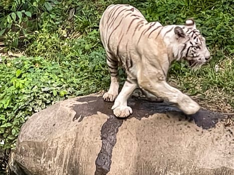 White Bengal tiger standing and looking straight. Bengal tiger (Panthera tigris tigris), looking restless