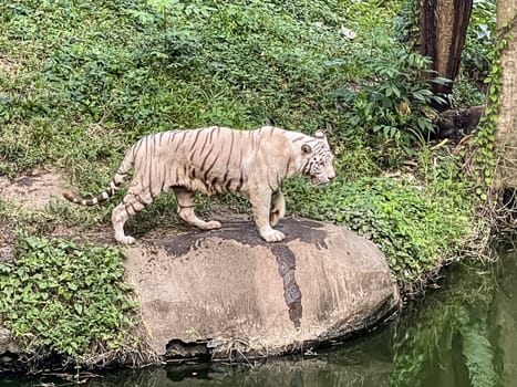 White Bengal tiger standing and looking straight. Bengal tiger (Panthera tigris tigris), looking restless