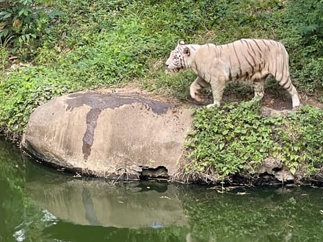 White Bengal tiger standing and looking straight. Bengal tiger (Panthera tigris tigris), looking restless