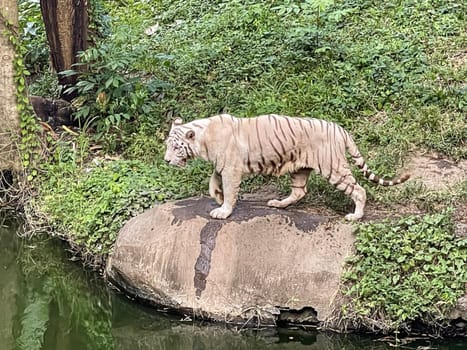 White Bengal tiger standing and looking straight. Bengal tiger (Panthera tigris tigris), looking restless