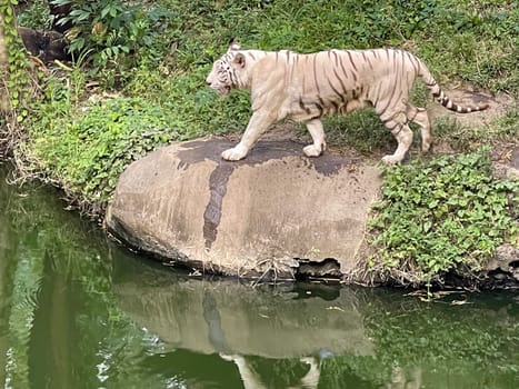 White Bengal tiger standing and looking straight. Bengal tiger (Panthera tigris tigris), looking restless