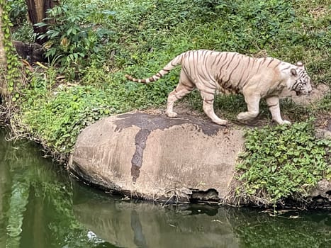 White Bengal tiger standing and looking straight. Bengal tiger (Panthera tigris tigris), looking restless