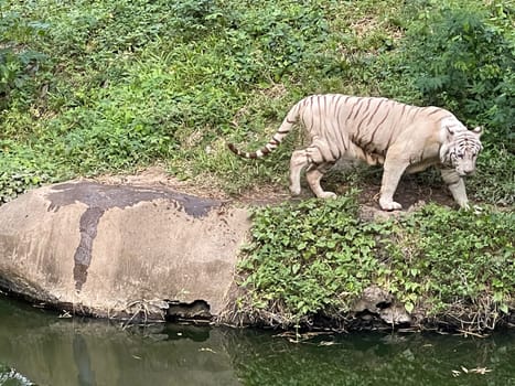 White Bengal tiger standing and looking straight. Bengal tiger (Panthera tigris tigris), looking restless