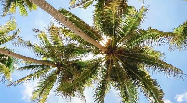 Tropical paradise beach with white sand and palm trees panoramic tourism tourism concept background