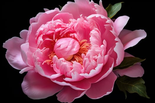 Delicate Pink peony flower. Garden floral. Generate Ai