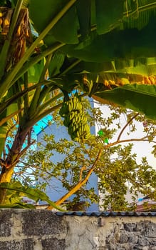 Bananas on banana tree tropical nature on Rasdhoo island in Rasdhoo Atoll Maldives.