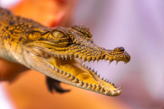 Baby crocodile holding in hand at Boat Safari in Bentota Ganga river mangrove jungle in Bentota Ganga river Bentota Beach Galle District Southern Province Sri Lanka.