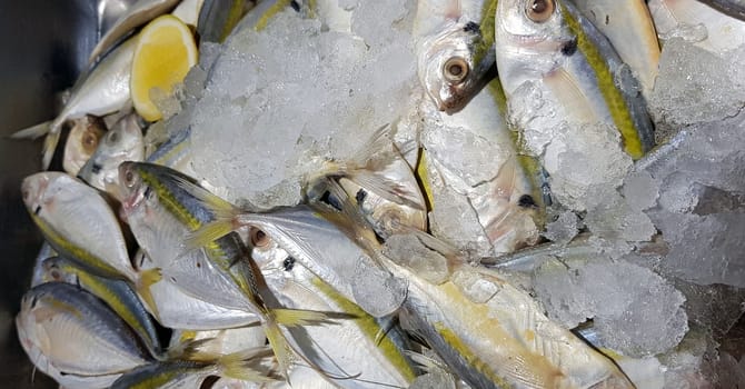 Selective focus Fresh fisheries product yellowstripe scad fish or yellowstripe trevally or yellow banded trevally, smooth tailed trevally, slender scaled trevally, slender trevally or selar kuning
