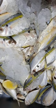Selective focus Fresh fisheries product yellowstripe scad fish or yellowstripe trevally or yellow banded trevally, smooth tailed trevally, slender scaled trevally, slender trevally or selar kuning