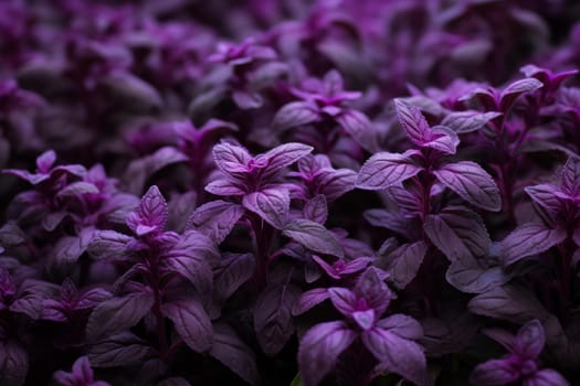 Culinary Purple basil herbs plant. Health culinary raw macro plant. Generate Ai
