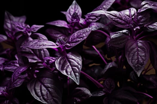 Vibrant Purple basil herbs plant background. Aroma taste garden spring food summer. Generate Ai