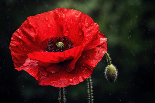 Delicate Red poppy flower. Summer floral art leaf plant. Generate Ai