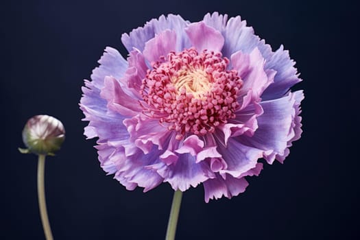 Velvety Purple scabious flower. Summer beautiful plan in green garden. Generate ai