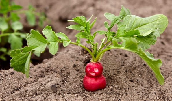 Close-up of a single red radish growing in the soil of a greenhouse..