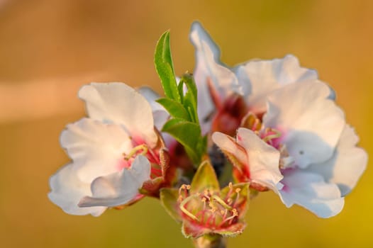Almond flowers. Flowering almond tree in the garden. Blooming pink flowers on the branches