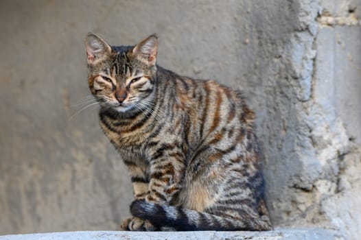 homeless sleepy cat cute mammal portrait sitting pose near grunge textured slum back street wall outdoor2