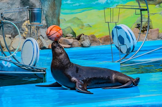 This seal is having a great time playing with a basketball in the pool. This seal is showing off its skills by balancing, a basketball on its nose. master of its domain. Kharkiv Ukraine 05-05-2023