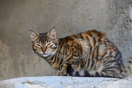 homeless sleepy cat cute mammal portrait sitting pose near grunge textured slum back street wall outdoor 1