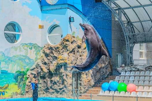 Dolphins in the dolphinarium. Kharkiv Dolphinarium Nemo, a bottlenose dolphin leaps high out of a pool during a show. The stadium is filled with people watching performance Kharkiv Ukraine 05-05-2023