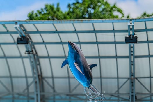 Dolphins in the dolphinarium. Kharkiv Dolphinarium Nemo, a bottlenose dolphin leaps high out of a pool during a show. The stadium is filled with people watching performance Kharkiv Ukraine 05-05-2023