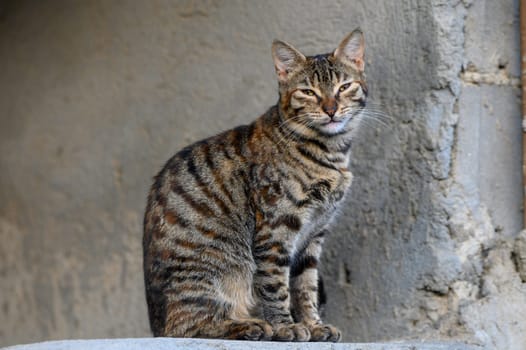 homeless sleepy cat cute mammal portrait sitting pose near grunge textured slum back street wall outdoor