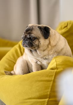 portrait of an old pug sitting on a yellow sofa 2