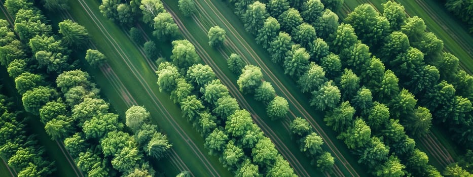 A picturesque landscape of rows of trees planted in a field, creating a beautiful pattern from an aerial view