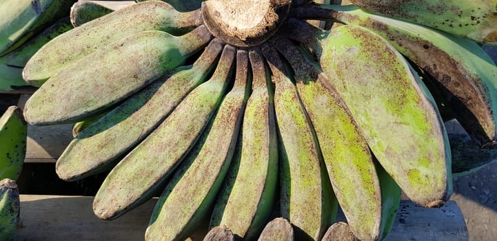 Pisang Kepok, kepok banana (musa acuminata) or yellow local banana in Indonesian the market. bananas can be made into delicious and nutritious food preparations. Indonesian fruit. ready to eat