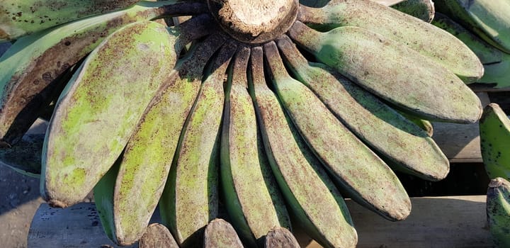 Pisang Kepok, kepok banana (musa acuminata) or yellow local banana in Indonesian the market. bananas can be made into delicious and nutritious food preparations. Indonesian fruit. ready to eat