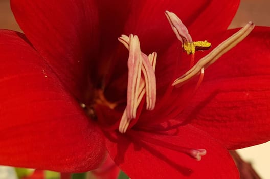 Close up Amaryllis flowers showing pollen, Amaryllis, Amaryllidaceae, Hippeastrum reginae Herb blooming in the garden