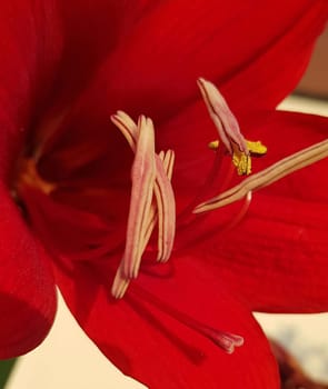 Close up Amaryllis flowers showing pollen, Amaryllis, Amaryllidaceae, Hippeastrum reginae Herb blooming in the garden