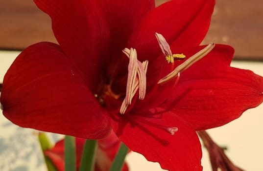 Close up Amaryllis flowers showing pollen, Amaryllis, Amaryllidaceae, Hippeastrum reginae Herb blooming in the garden