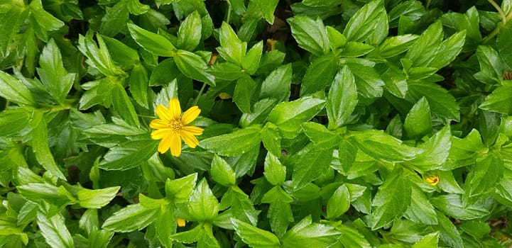 Indian Daisy or Indian summer or Rudbeckia hirta or Black-Eyed Susan or Bay Biscayne creeping-oxeye or Sphagneticola trilobata