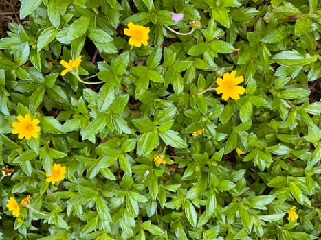 Indian Daisy or Indian summer or Rudbeckia hirta or Black-Eyed Susan or Bay Biscayne creeping-oxeye or Sphagneticola trilobata