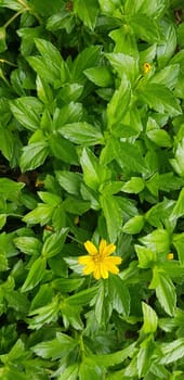 Indian Daisy or Indian summer or Rudbeckia hirta or Black-Eyed Susan or Bay Biscayne creeping-oxeye or Sphagneticola trilobata