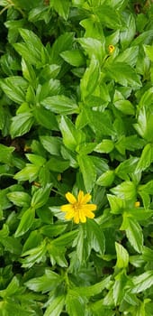 Indian Daisy or Indian summer or Rudbeckia hirta or Black-Eyed Susan or Bay Biscayne creeping-oxeye or Sphagneticola trilobata