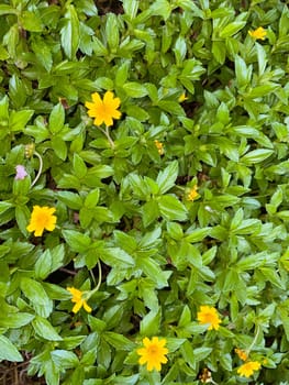 Indian Daisy or Indian summer or Rudbeckia hirta or Black-Eyed Susan or Bay Biscayne creeping-oxeye or Sphagneticola trilobata