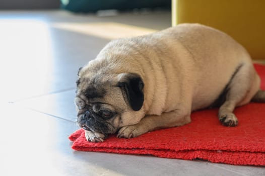 Senior old pug sitting on the floor at home 1