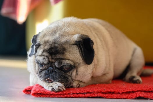 Senior old pug sitting on the floor at home