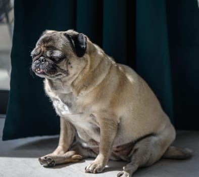 Senior pug sitting on the floor at home 6