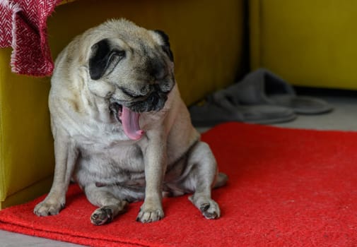 Senior old pug yawns on the rug at home